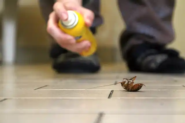 ongediertebestrijding Vondelingenplaat Rotterdam